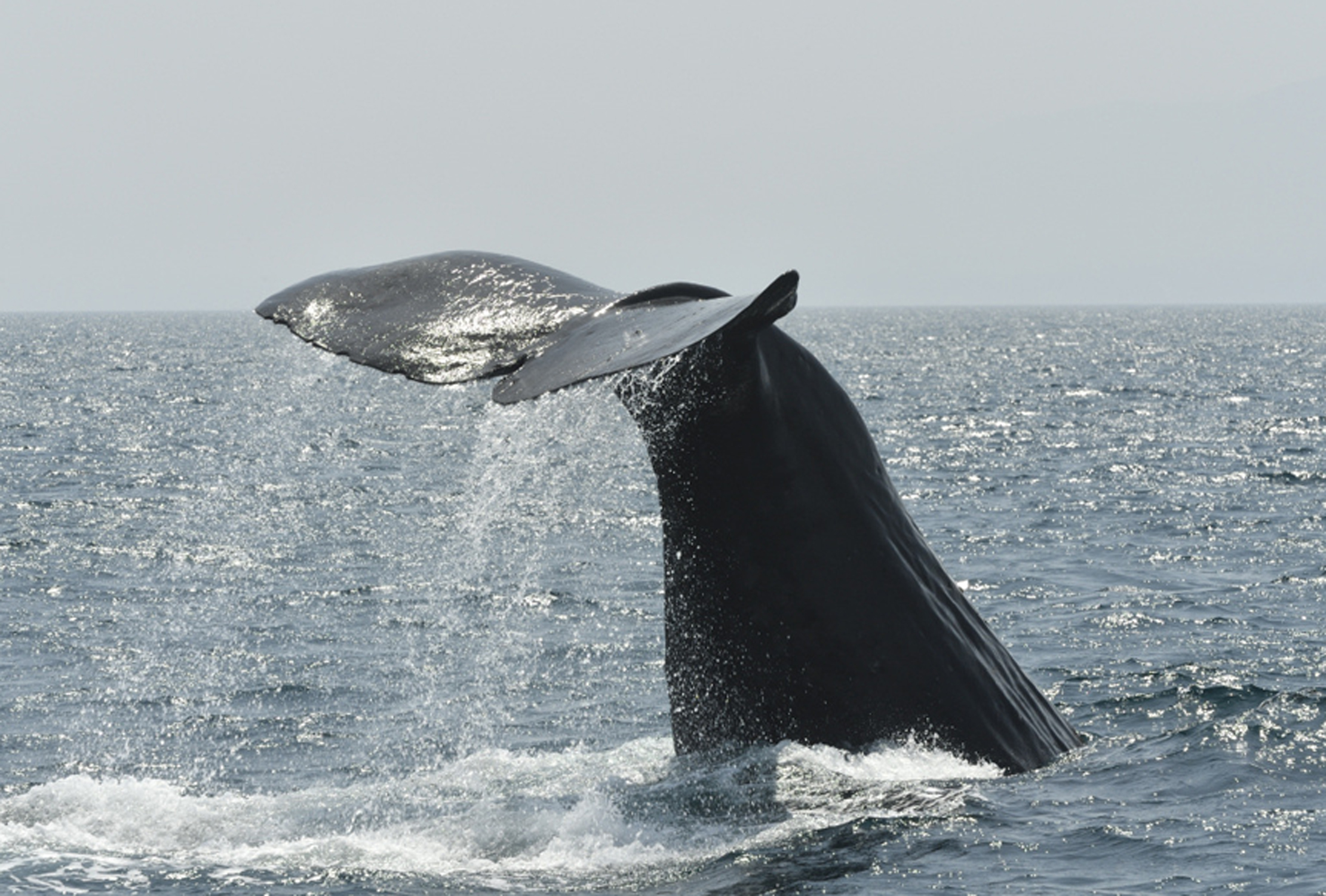 マッコウクジラのシーズン到来です
