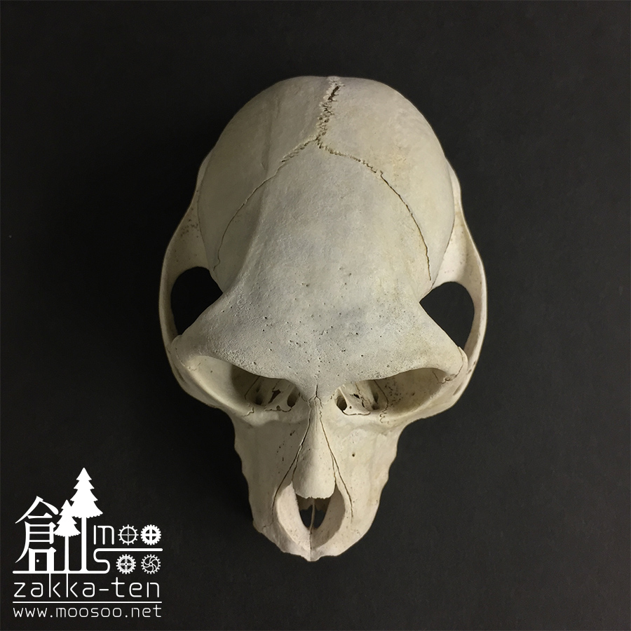 ニホンザルの頭骨 | 博物と古物の奇妙な雑貨店 シュレディンガーの猫