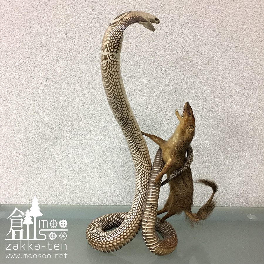 大特価】コブラ VS マングースの剥製2 | 博物と古物の奇妙な雑貨店