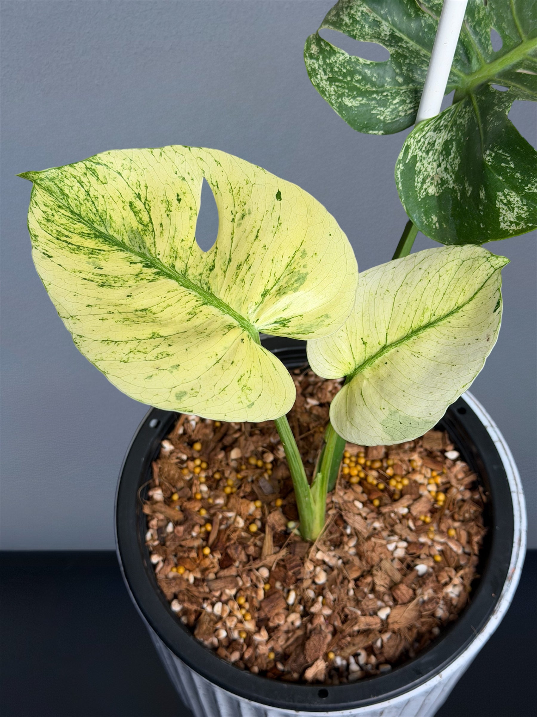 Monstera Siam Mint – Siamplantes