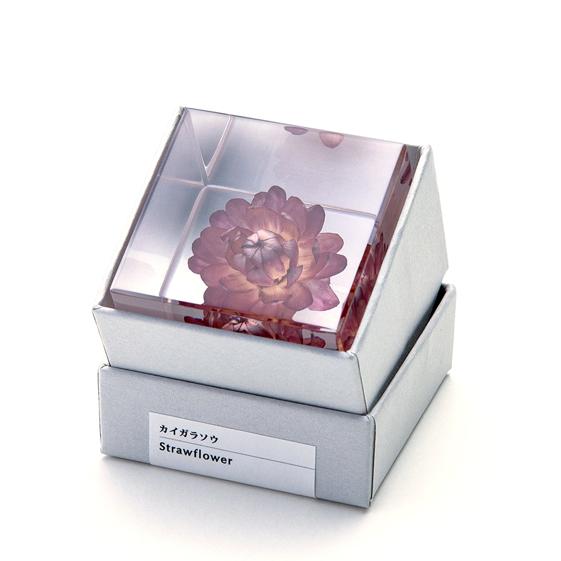 Sola cube / 夏 ｜ 静かに時を止めた植物のかたち