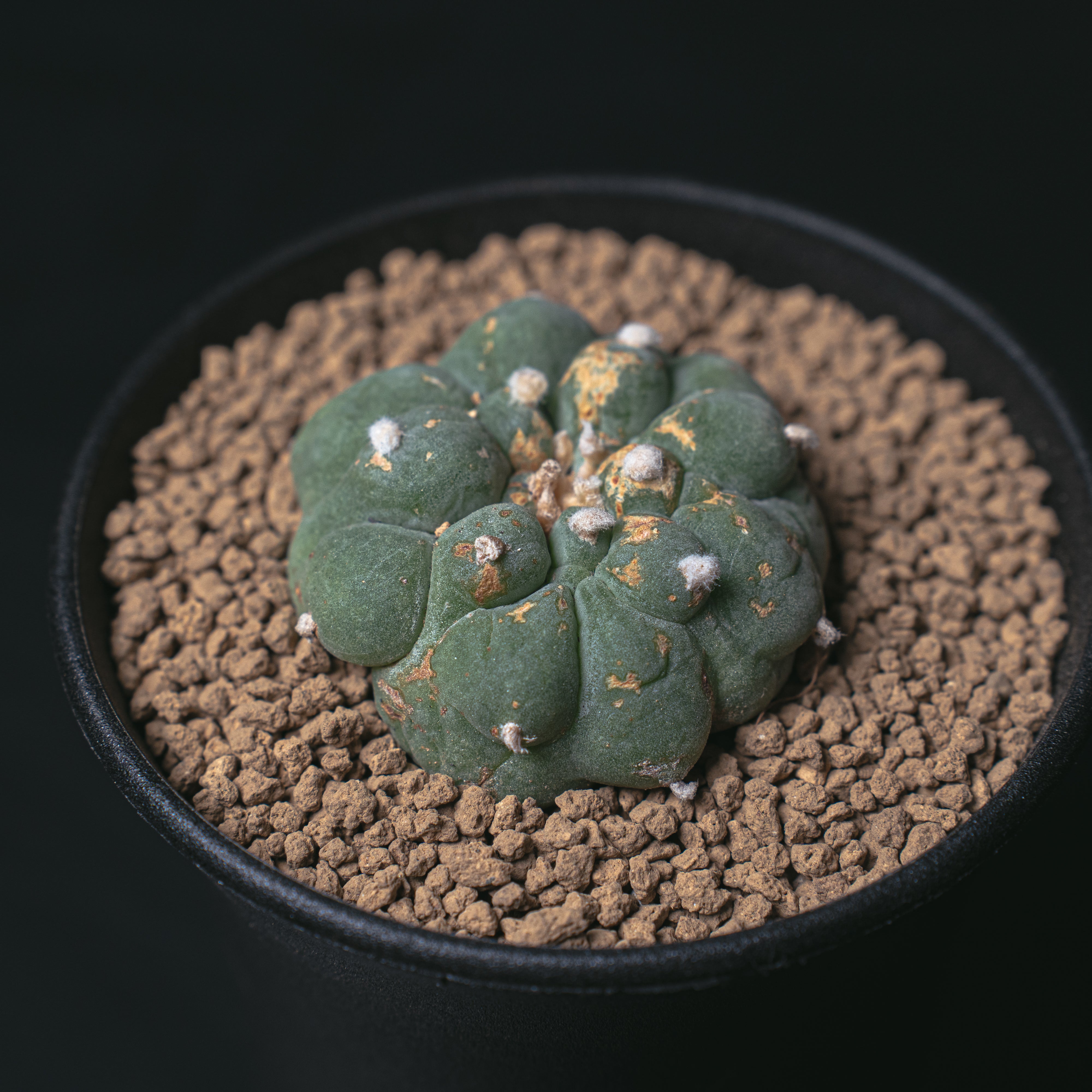 ロフォフォラ 銀冠玉 疣銀冠カキコ – Sigma Plants