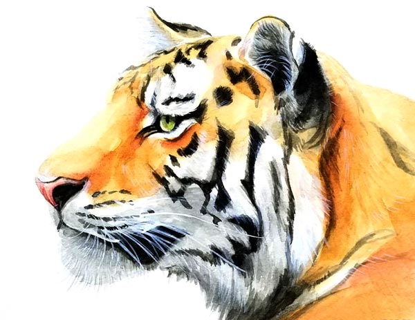 透明水彩で描く虎 - 横浜のアートスタジオ／Sissi（シシ）