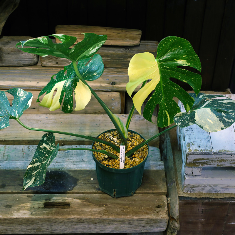 モンス］Monstera deliciosa yellow variegata - 育種堂｜SODATANEDOU