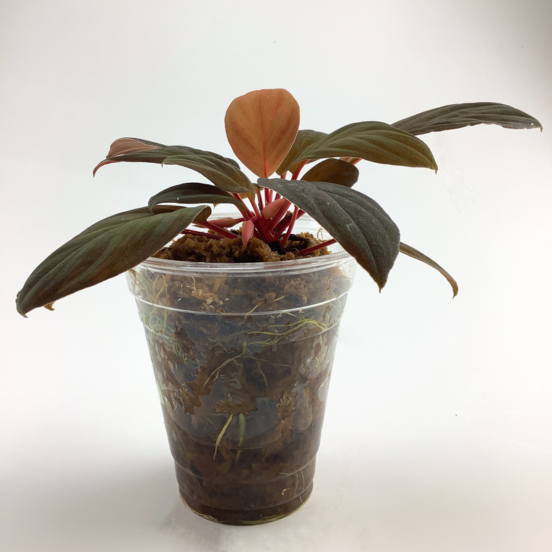 ホマ］Homalomena sp. 