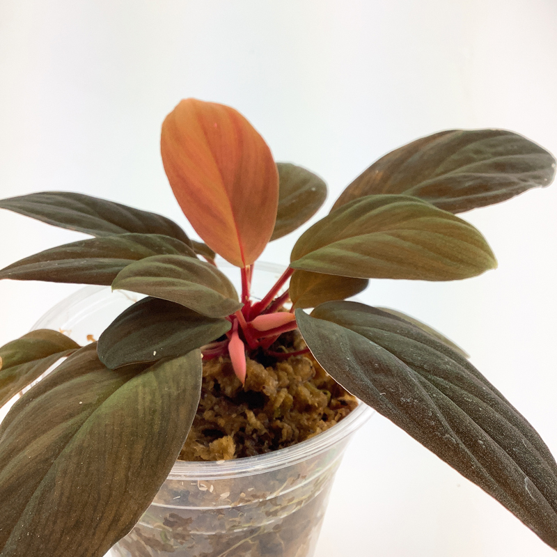 ホマ］Homalomena sp. 