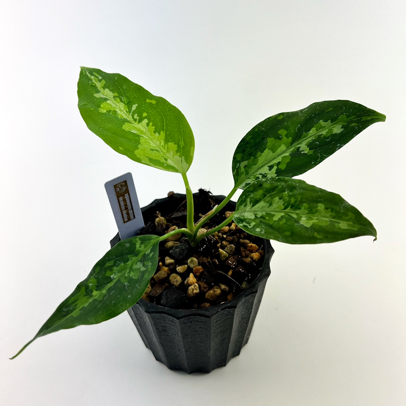 観葉植物 おしゃれ 風水 アグラオネマ ピクタム 