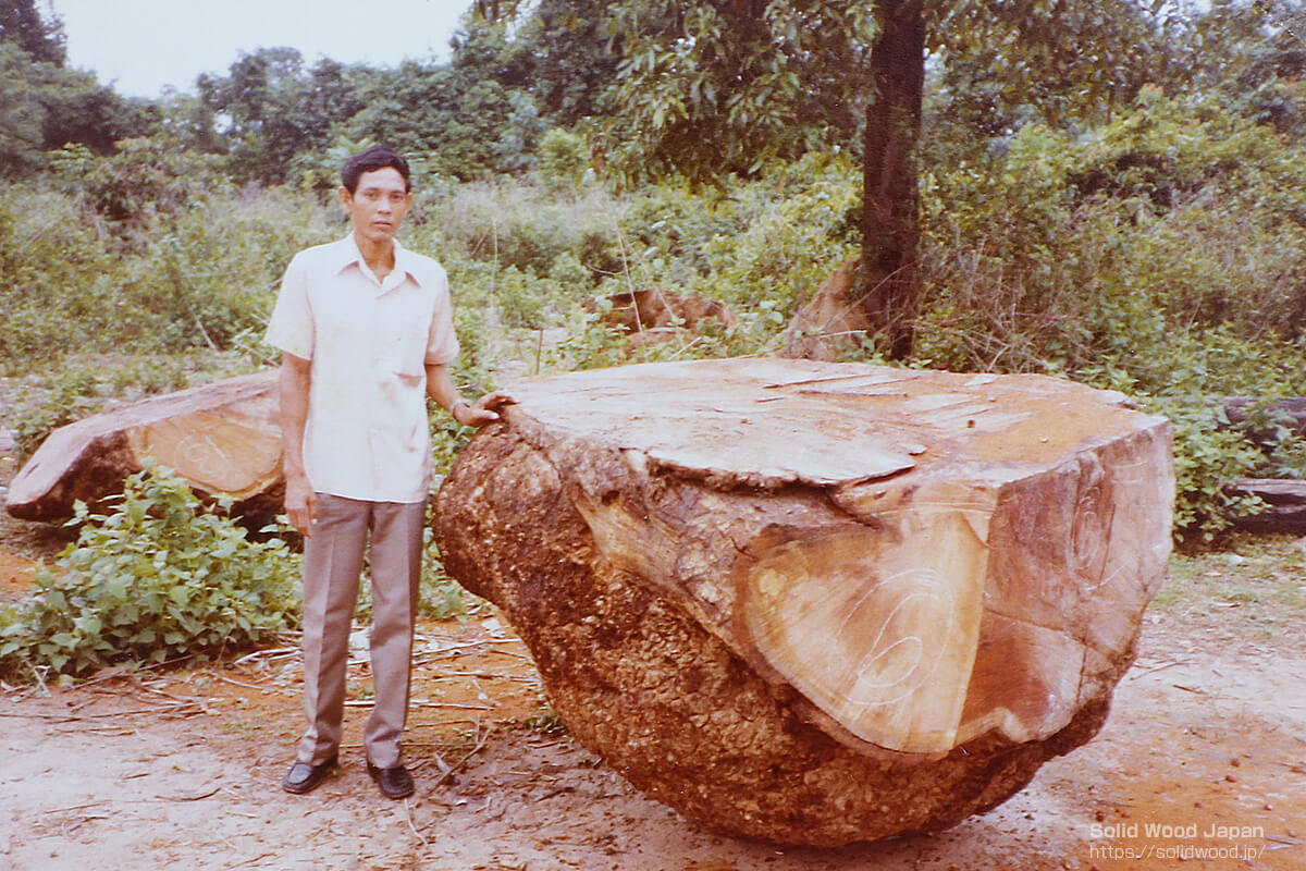 幹瘤を落として土場に置かれた花梨（カリン）の瘤 | 無垢材とは | 一枚