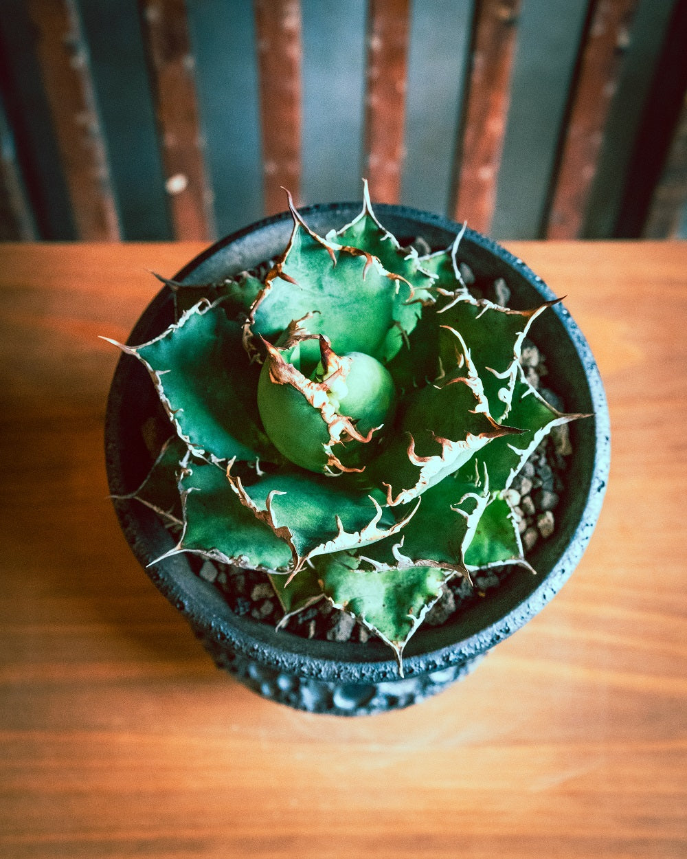 No.52 Agaveオアハカ （カタチ製作所鉢入り） - SOIL HACK SOCIETY