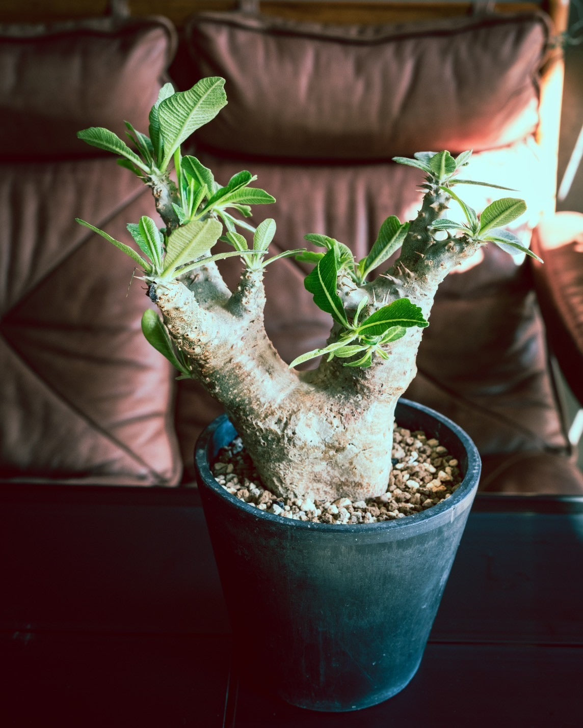 No.2325 パキポディウムロスラーツム - SOIL HACK SOCIETY