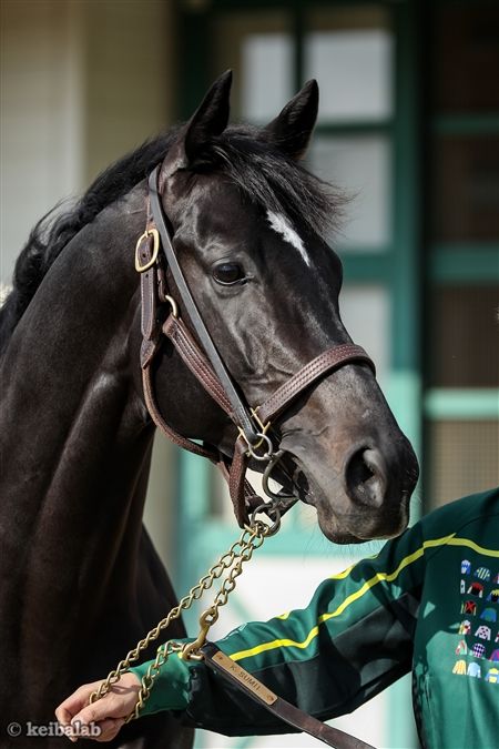 追悼】シャケトラ 幻のG1馬を偲ぶ 惜別のメッセージ | 角居勝彦厩舎