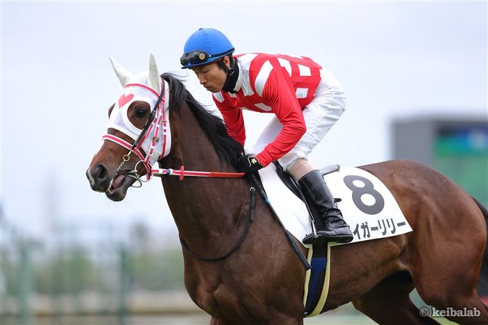 タイガーリリー - Tiger Lily - 競走馬データベース | 競馬ラボ