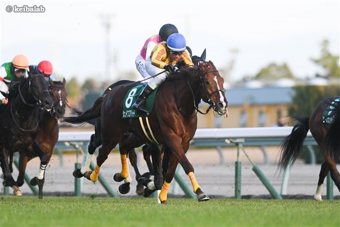 シェイクユアハート - Shake Your Heart - 競走馬データベース | 競馬ラボ