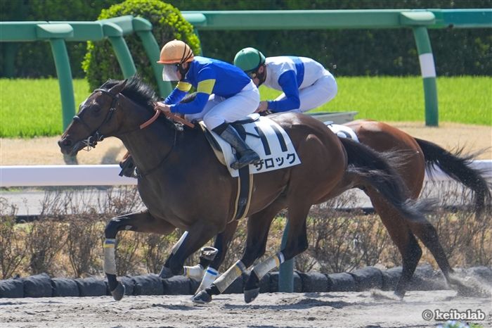 ザロック - The Rock - 競走馬データベース | 競馬ラボ