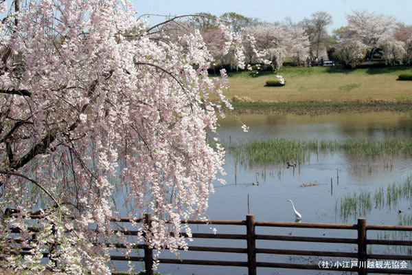 小畔水鳥の郷公園の桜｜花見特集2026