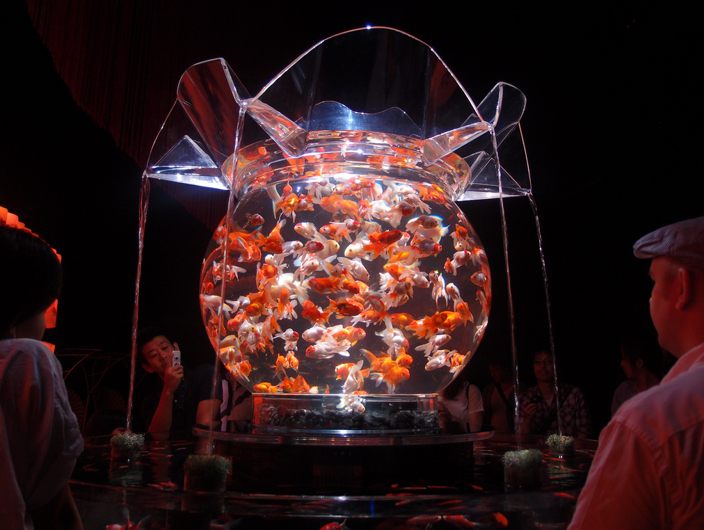 Art Aquarium Exhibition | over 5000 goldfish on display in a pop