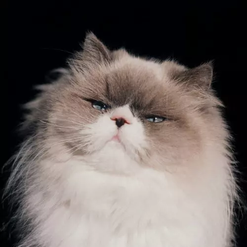 わたしのまっしろときんいろ/Kaneko Ayano/カネコアヤノ｜日本のロック