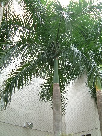 トックリヤシ | Mascarena lageniraulis | かぎけん花図鑑