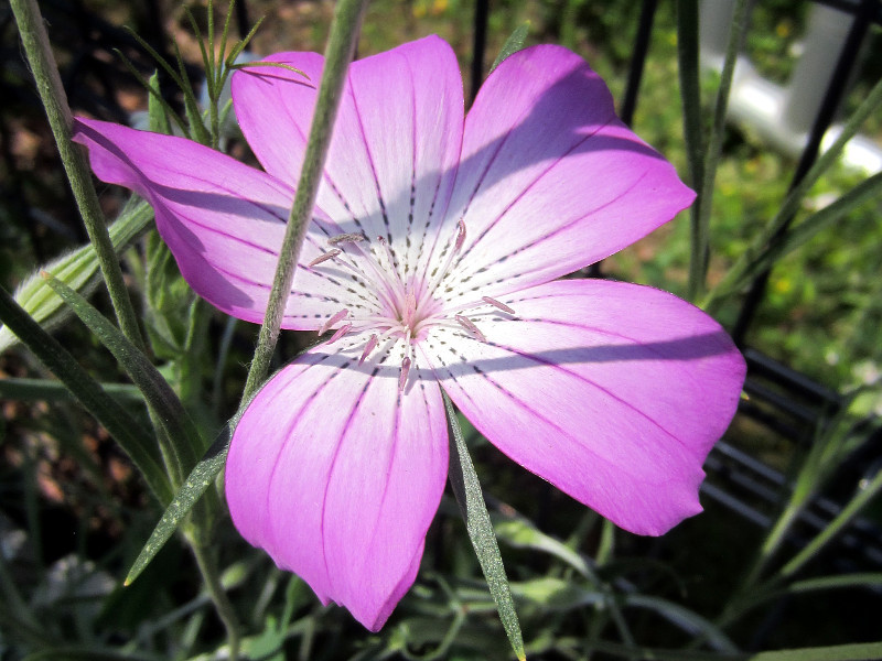 桃』の花 | かぎけん花図鑑