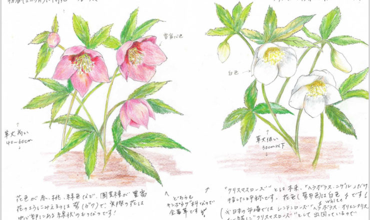 イラストで見る！レンテンローズとクリスマスローズ – 株式会社科学