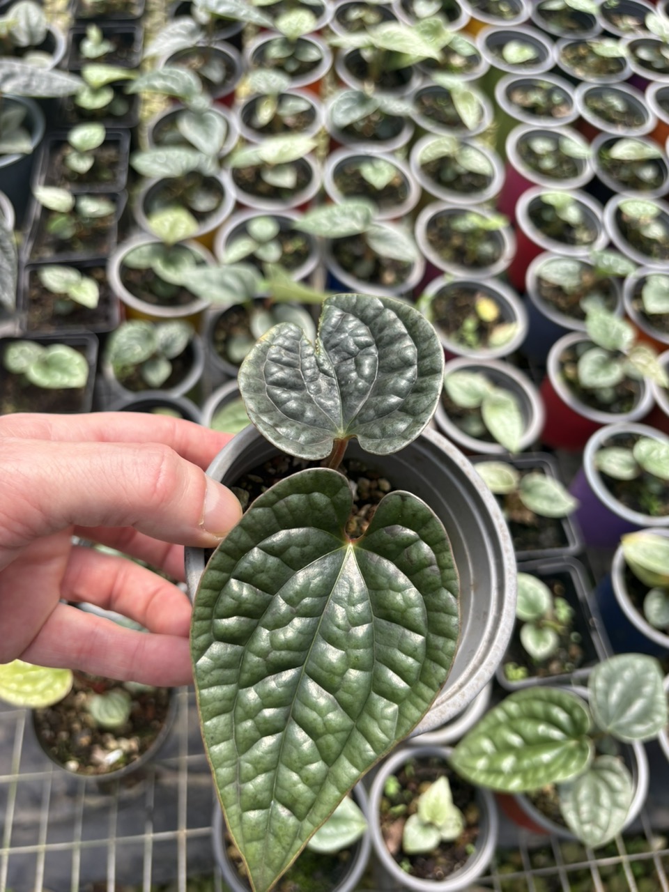 Anthurium SKG Silver X Red Crystallinum ($105) from