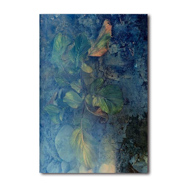 植物、多摩川中流域、冬』 横田大輔 写真集 横田大輔 -の商品詳細 | 蔦