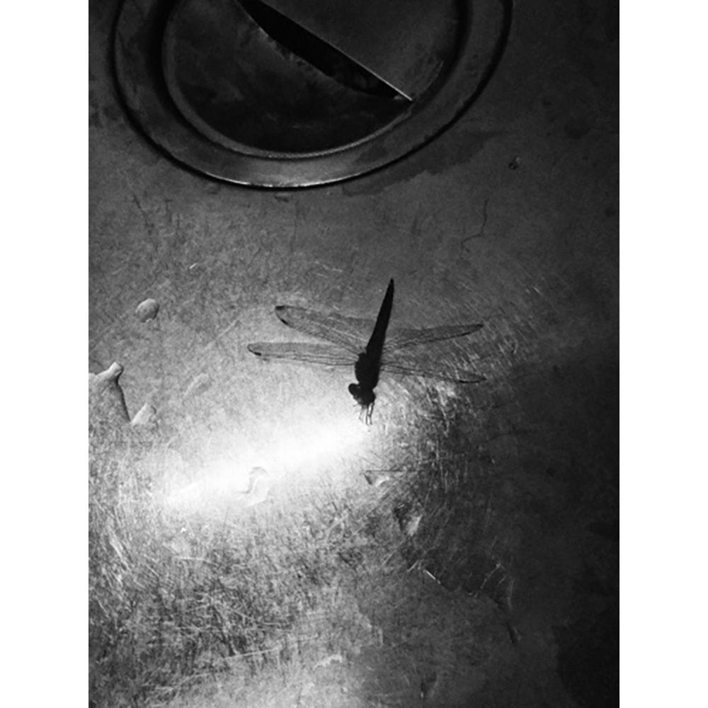 サイン入り】記録62号 森山大道 写真集 -の商品詳細 | 蔦屋書店