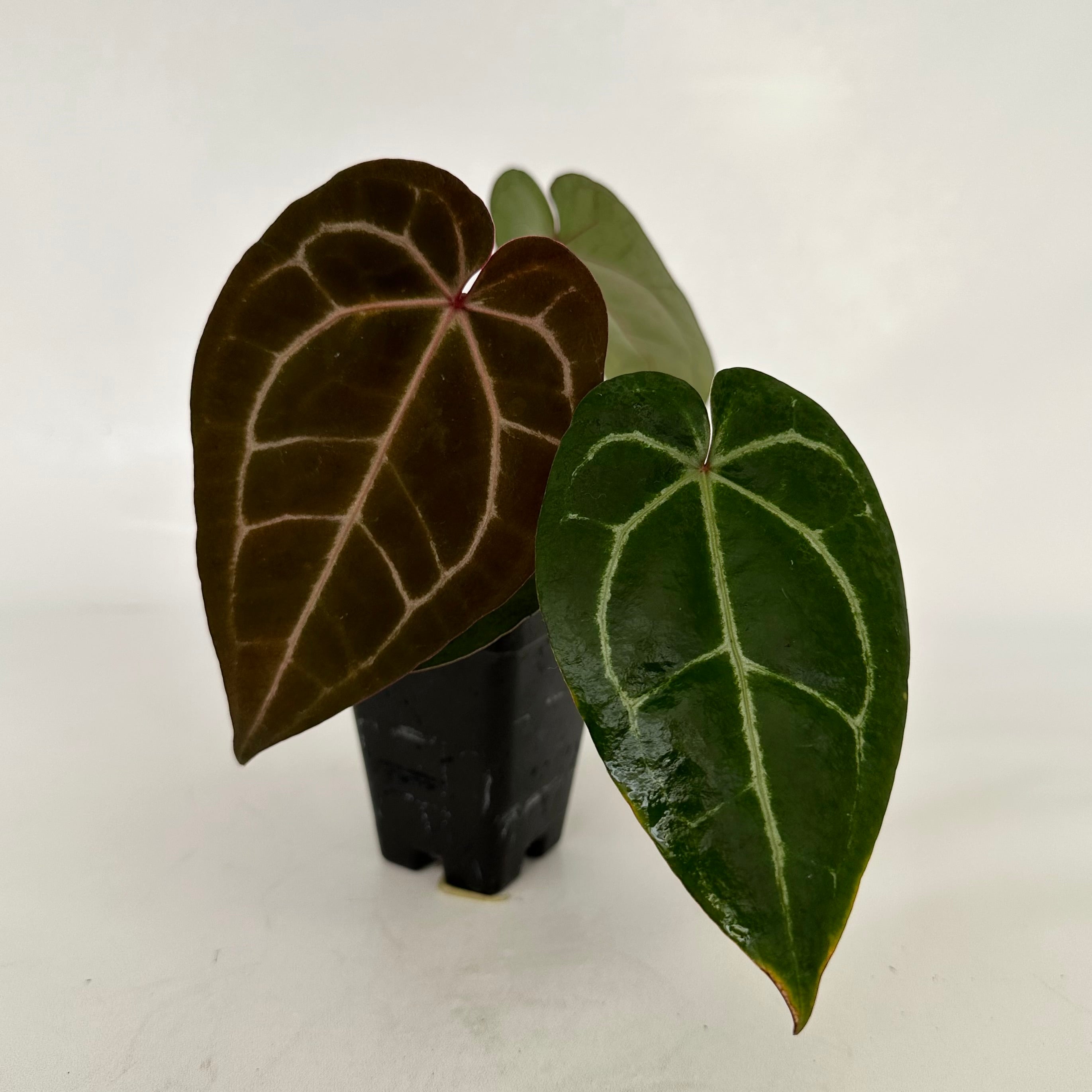 Anthurium 'Ace of Spades' x 'Zara'/'Michelle' – Steve's Leaves
