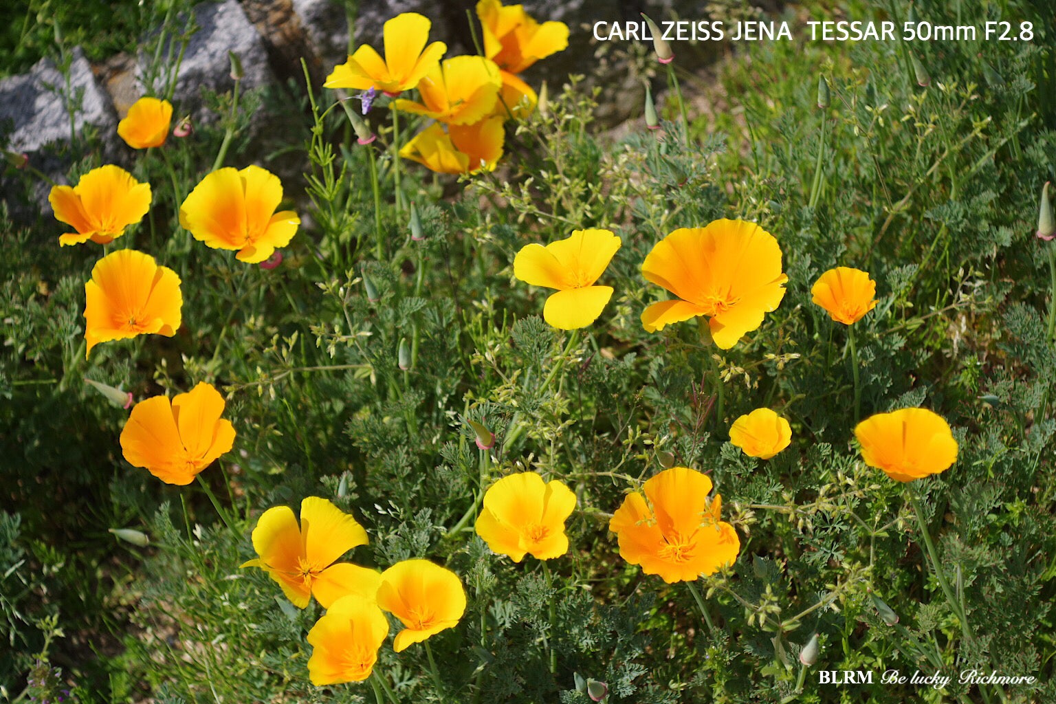 CARL ZEISS JENA TESSAR 50mm F2.8 テッサー 作例 | BLRM ブラッキー