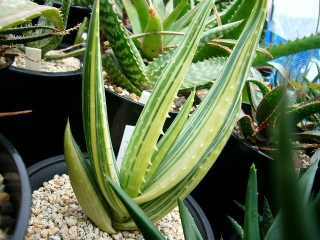 ア～ロ～えぇー・・・ | D-style ニクブログ