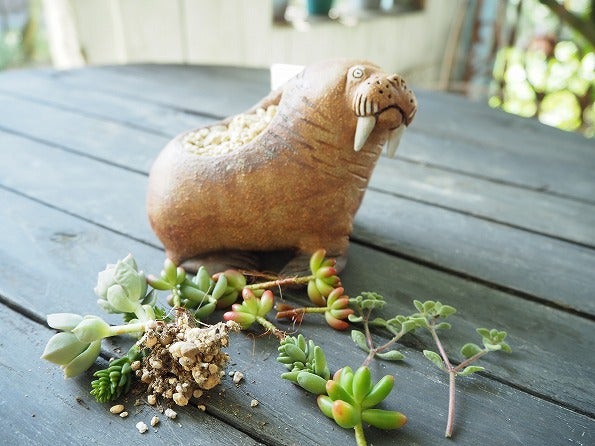 かとうゆみさんの動物鉢に多肉寄せ植え | ブログ版Olive&SucculentGarden