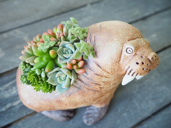 かとうゆみさんの動物鉢に多肉寄せ植え | ブログ版Olive&SucculentGarden