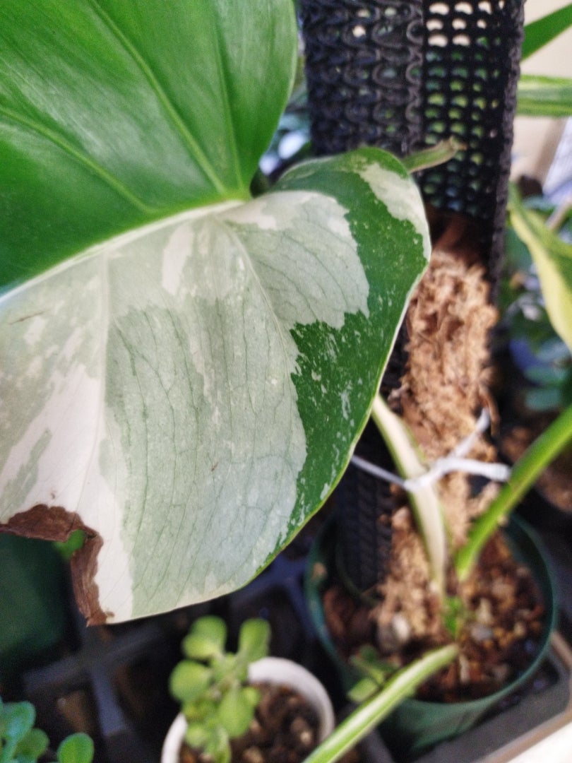 銘柄紹介】斑入モンステラ ホワイトタイガー 成長記録 2023.秋