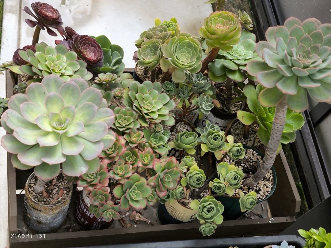 夏のアエオニウム | 多肉植物大好きな初心者のブログ