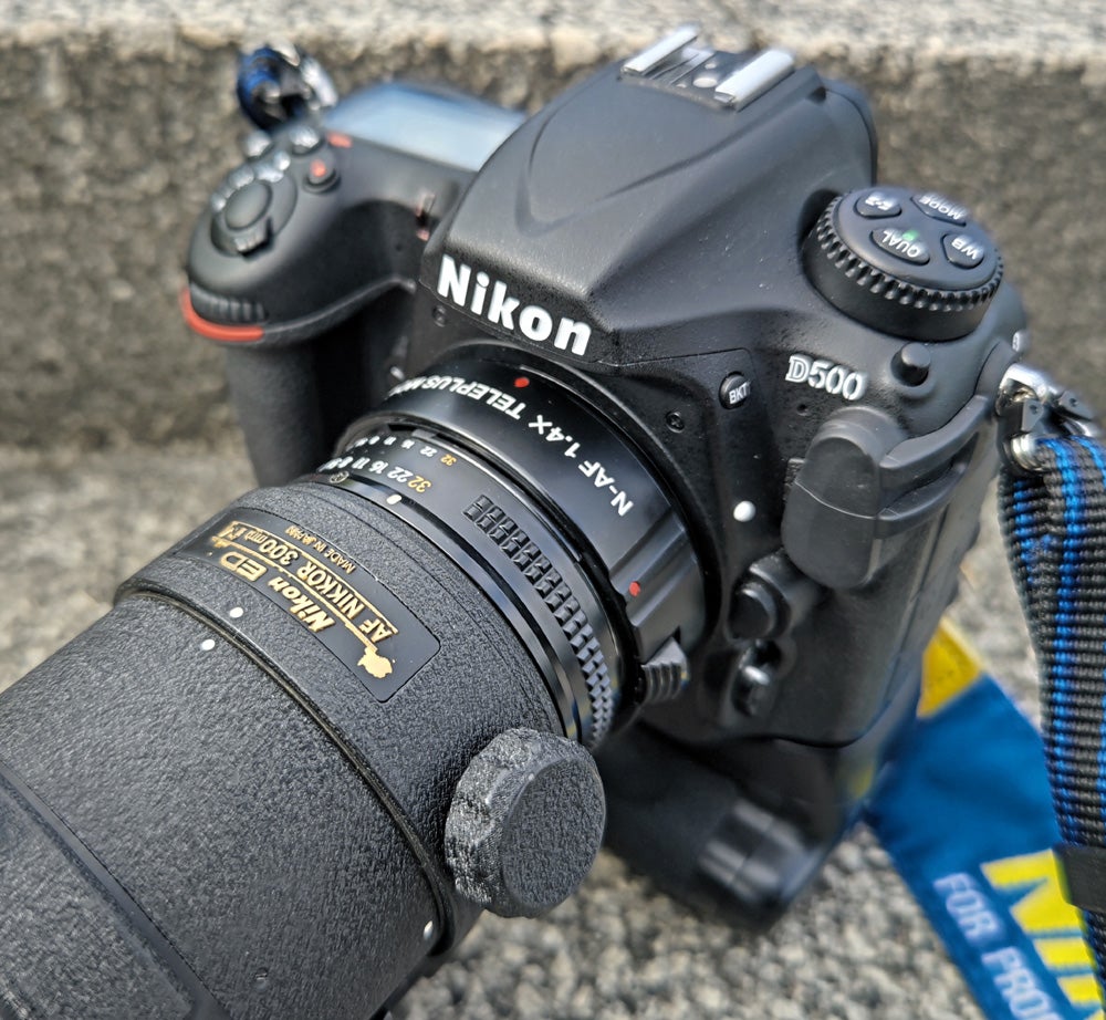 Nikon AF 300mmF4 + 1.4倍テレコン × D500】鳥さん×オールドレンズ