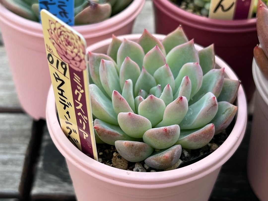 019【ウエディングベル】おらいさん苗 ミックスベリア 成長記録 多肉