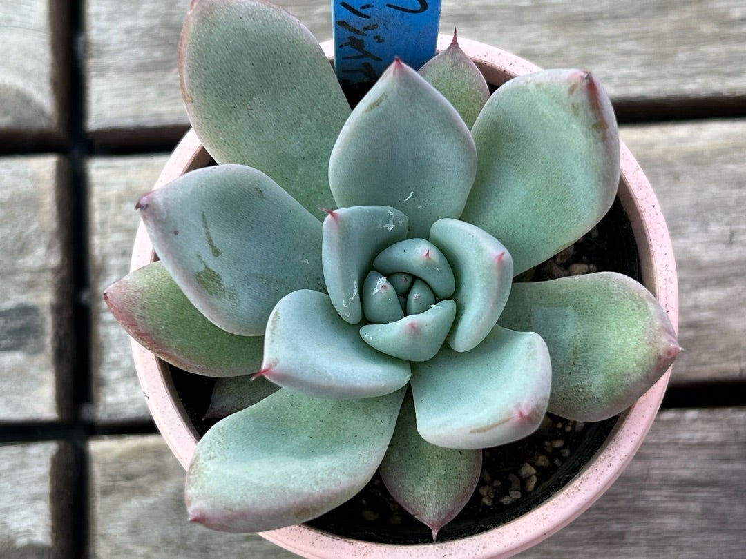 青札【そわそわ×メキシカンジャイアント】おらいさん苗 ミックスベリア