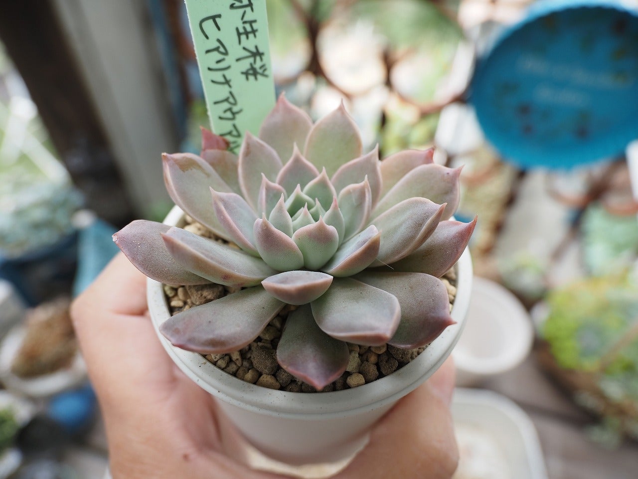 イベントお迎え多肉の植え替えレポ | ブログ版Olive&SucculentGarden