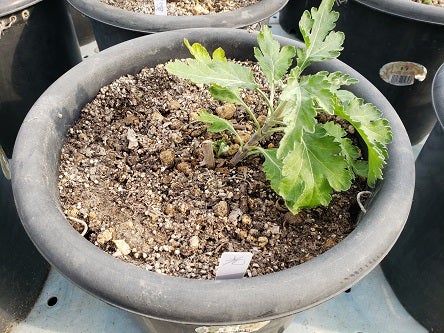 この時期の冬至芽（3段） | tadasi331のブログ 岡ちゃんの菊の世界