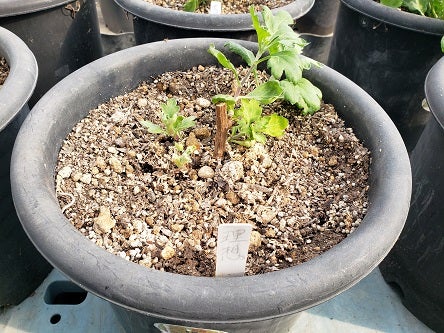 この時期の冬至芽（3段） | tadasi331のブログ 岡ちゃんの菊の世界