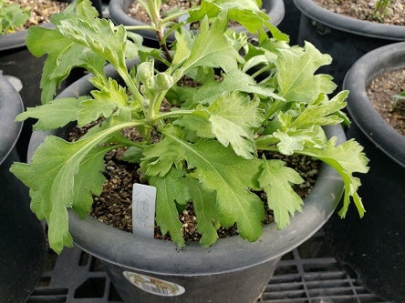 この時期の冬至芽（3段） | tadasi331のブログ 岡ちゃんの菊の世界