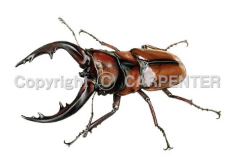 ガンマ160H トカラ スペシャル | カーペンタールアー、ロッド研究室