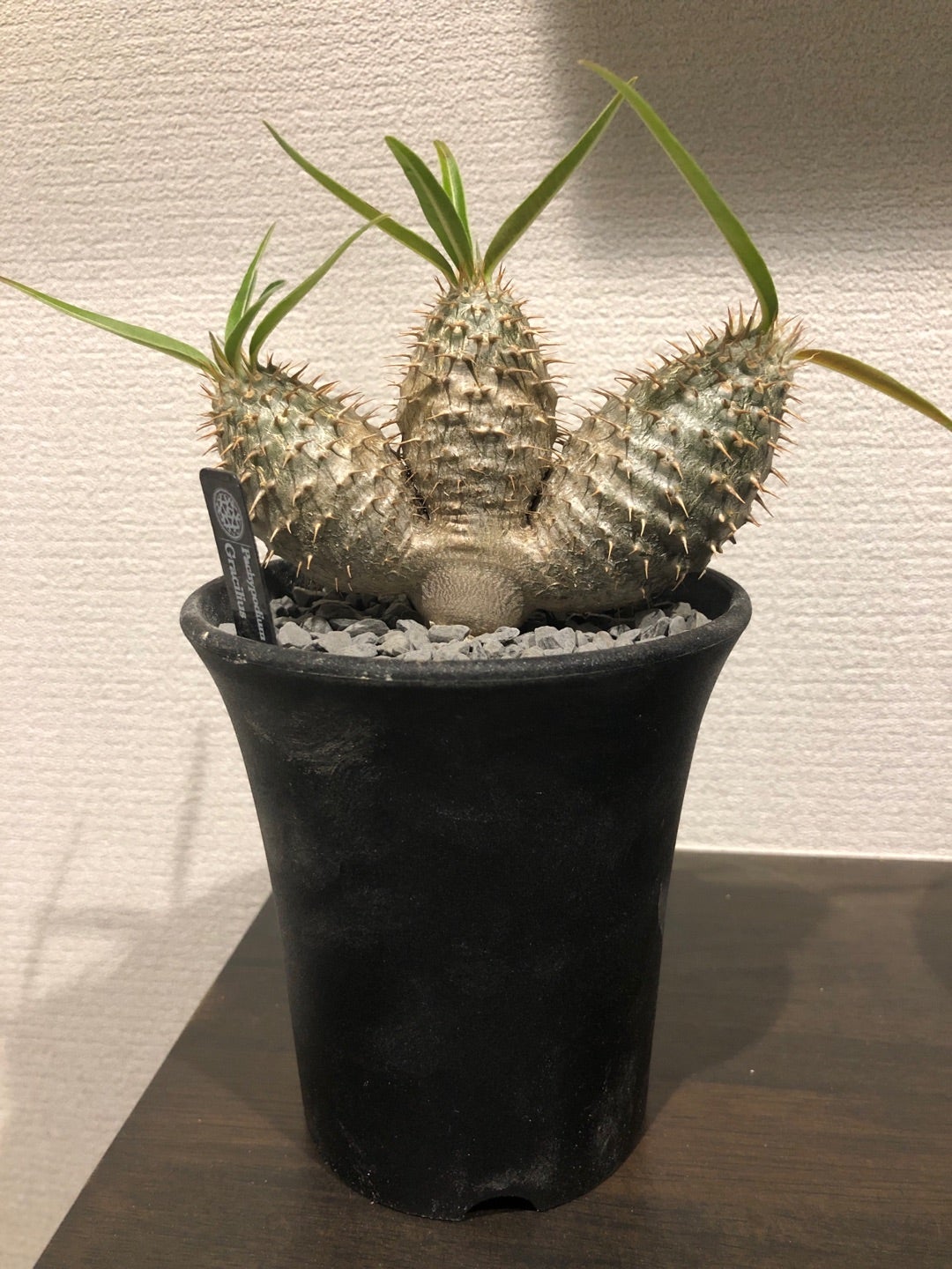 実生3頭グラキリス 6年間 | Pachytycedium