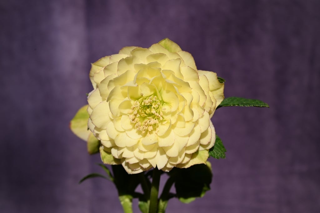 本日更新のクリスマスローズです。 | クリスマスローズ専門店きたむら