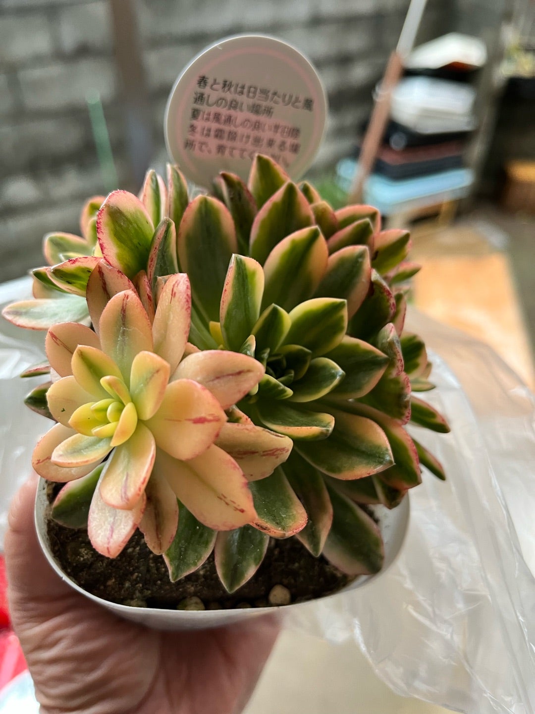 碧魚連、トリカラー、アエオ植え替え | 熱しやすく冷めやすい私の日々