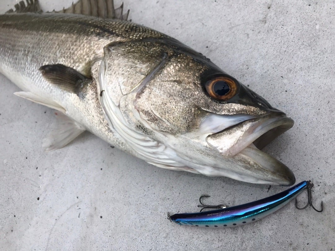 OSP ベントミノー130F-SWで狙い撃ち！ | アイクル えんどうまさあきの