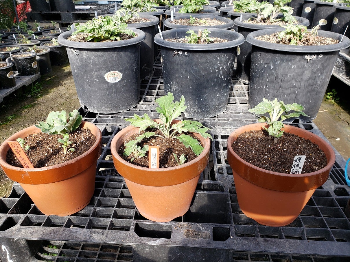 株分けした冬至芽のその後 | tadasi331のブログ 岡ちゃんの菊の世界