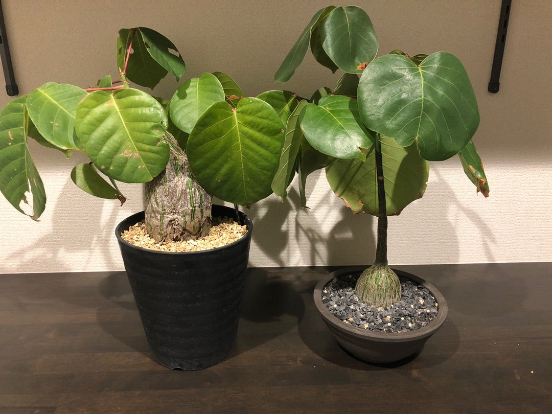 ボンバックス成長記録 | Pachytycedium