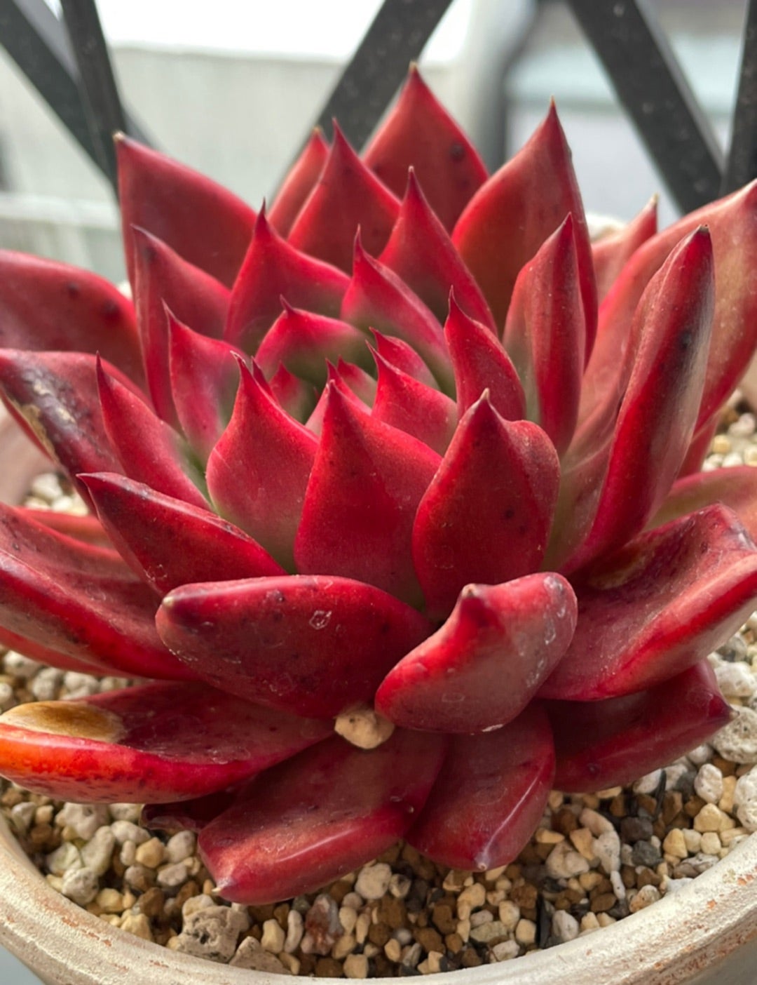 多肉さんの赤(♥´꒳`*)(*´꒳`♥) | Yoshikoのブログ