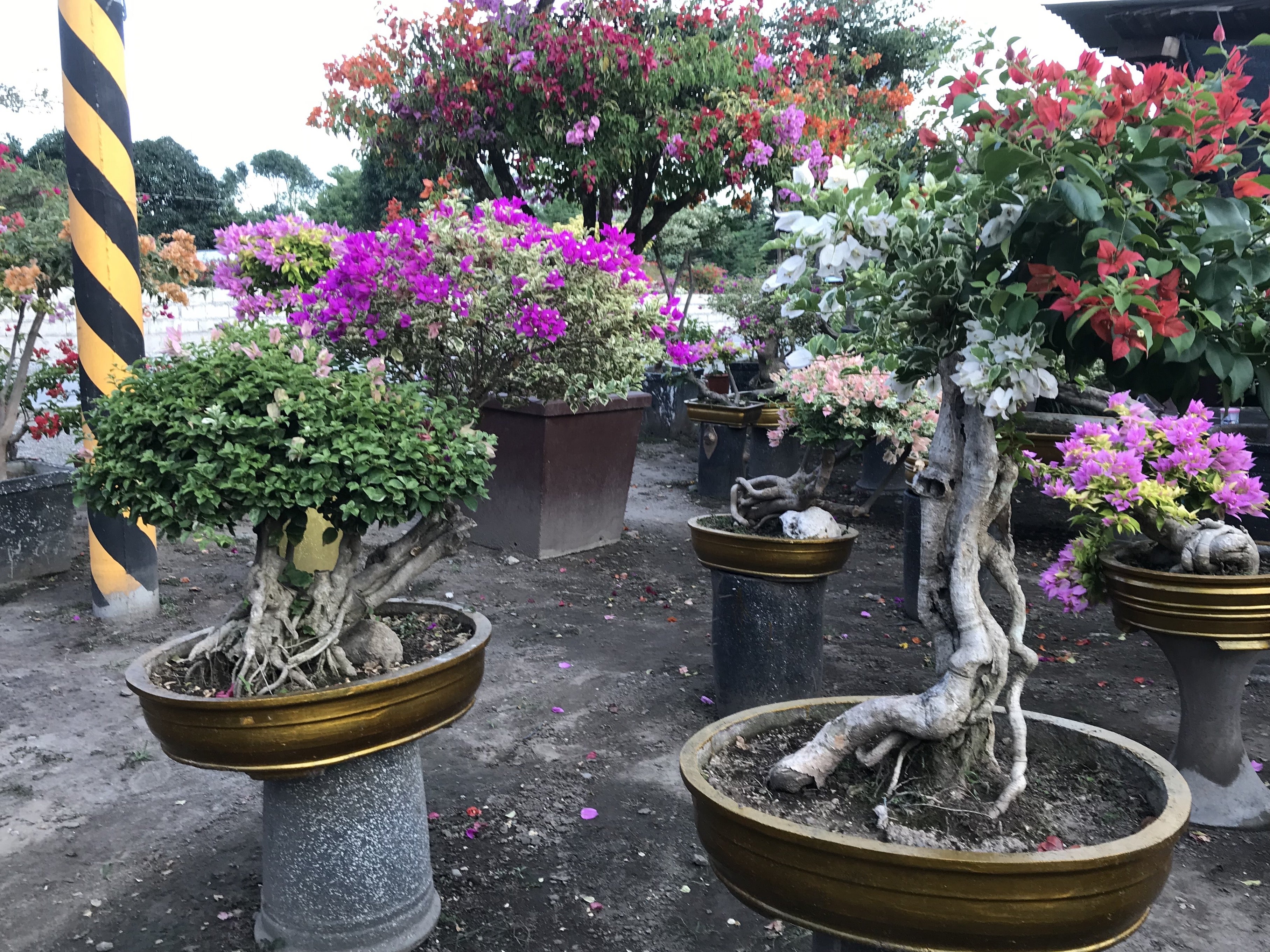 フィリピンではブーゲンビリアを盆栽にする | Ang Buhay ko sa Pilipinas